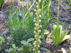 Orchis anthropophora