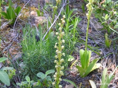 Orchis anthropophora