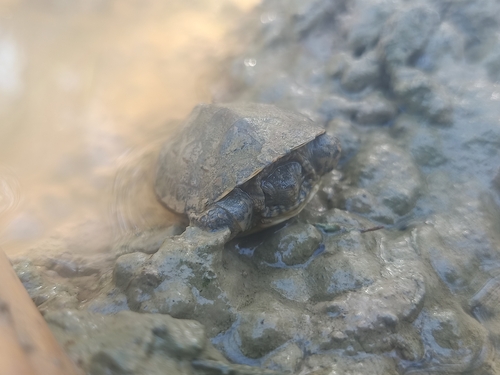 Saharan Pond Turtle