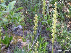 Orchis anthropophora