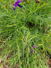 Polygala uncinata