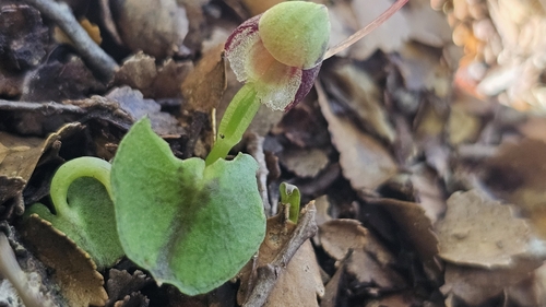 Glassy Spider Orchid (Corybas vitreus)