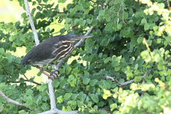 Ixobrychus flavicollis