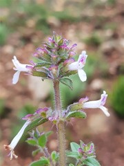 Syncolostemon pretoriae