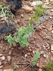 Syncolostemon pretoriae