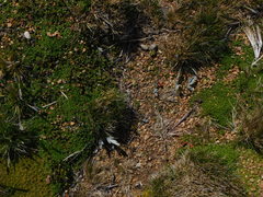 Hamadryas argentea