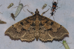Ceratarcha umbrosa