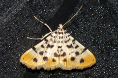 Pycnarmon alboflavalis