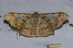 Krananda semihyalina