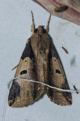 Ercheia cyllaria