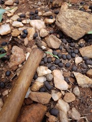 Sylvicapra grimmia caffra
