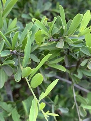 Cadaba natalensis