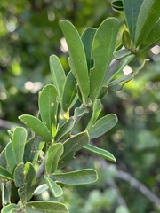Cadaba natalensis