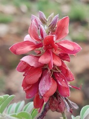 Indigofera oxytropis