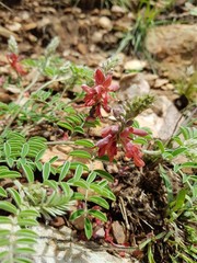 Indigofera oxytropis