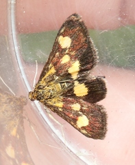 Pyrausta falcatalis