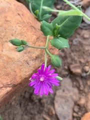 Corbichonia decumbens