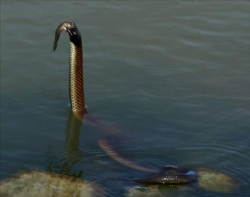 Tiger Snake sighting