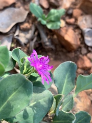 Corbichonia decumbens