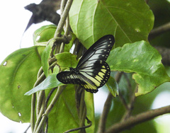 Ideopsis vitrea