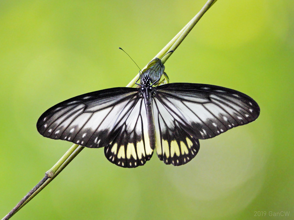 Ideopsis vitrea