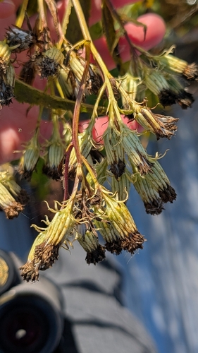 False Indian Plantain (Hasteola suaveolens)