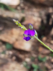 Polygala uncinata