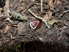 Ramosiana insignis