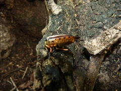 Ramosiana insignis