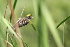 Ploceus manyar