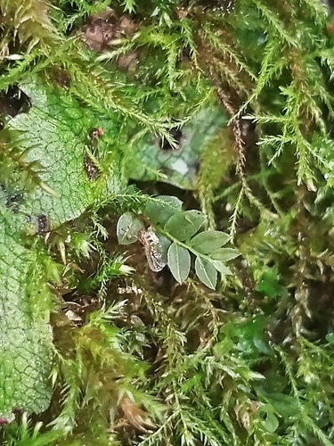 Mnium lycopodioides observed 2025-09-14