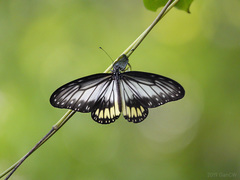 Ideopsis vitrea