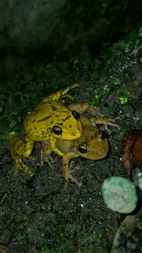 Snouted Treefrog, Scinax fuscovarius