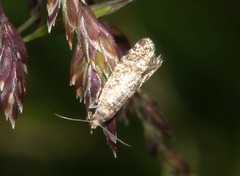 Epinotia tedella