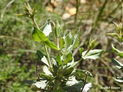 Cistus atriplicifolius