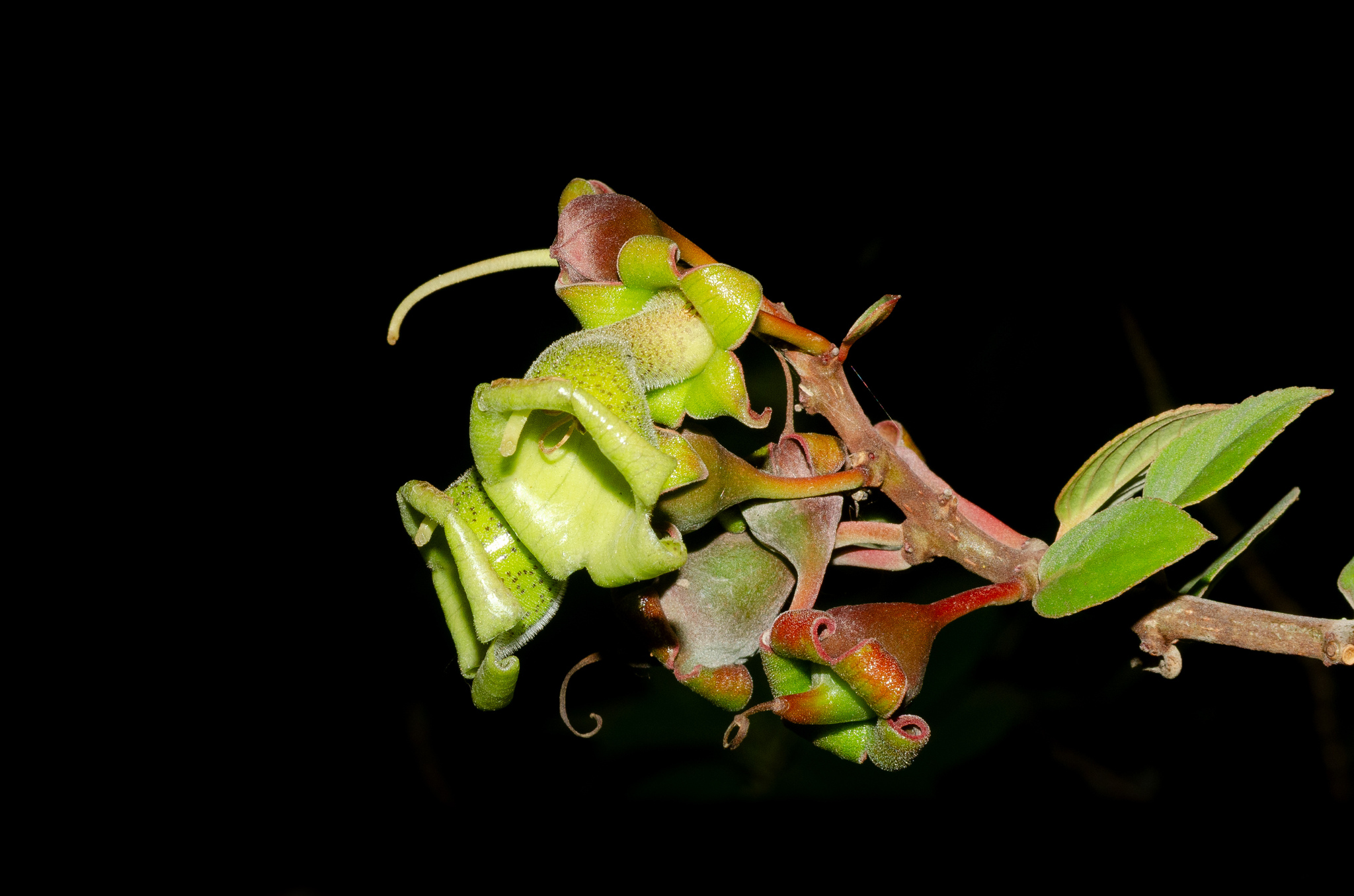 Paliavana prasinata