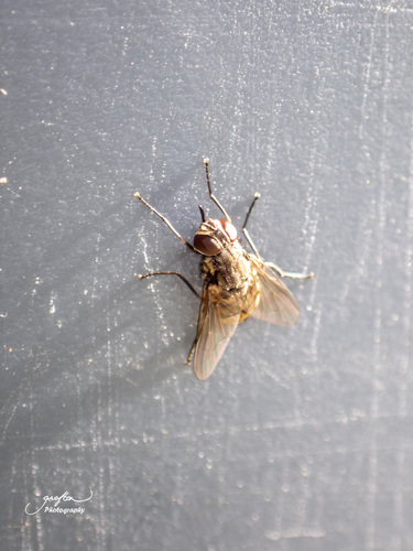 Unknown species found near Elmwood Elementary School, Millbury, Worcester County, MA, USA