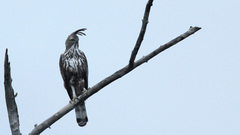 Nisaetus cirrhatus ceylanensis
