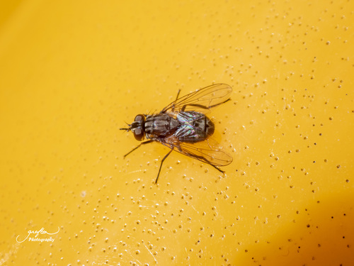 Unknown species found near Elmwood Elementary School, Millbury, Worcester County, MA, USA