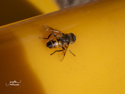 Unknown species found near Elmwood Elementary School, Millbury, Worcester County, MA, USA