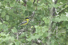 Aegithina nigrolutea