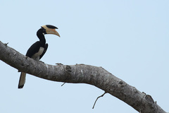 Anthracoceros coronatus