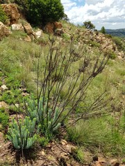 Phymaspermum athanasioides