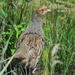 Daurian Partridge - Photo (c) Konstantin Romanov, some rights reserved (CC BY-NC), uploaded by Konstantin Romanov