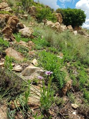 Dimorphotheca spectabilis