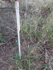 Trichloris pluriflora