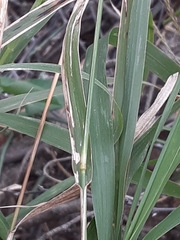 Trichloris pluriflora