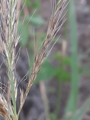 Trichloris pluriflora