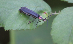 Pyractonema haemorrhoa
