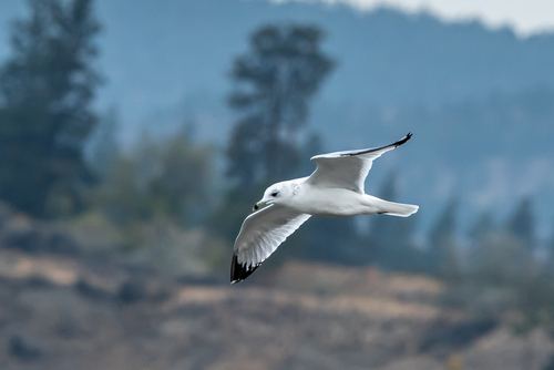 Ring-billed Gull
